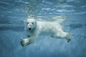 Unknown: Polar Bear