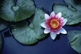 Unknown: Lotus flower