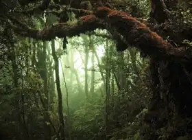 Unknown: Tropical rainforest