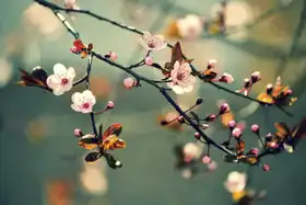 Unknown: Japanese flowering cherry - sakura