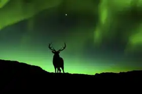 Unknown: Deer and aurora