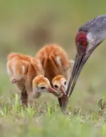 Forns, Alfred: Sandhill Crane with Chicks
