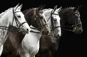 Unknown: Portrait of four horses