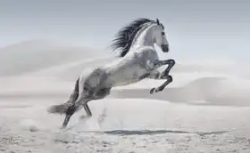 Unknown: Wild horse