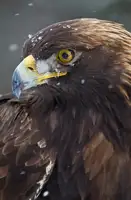 Forns, Fabiola: Golden Eagle in the snow