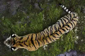 Unknown: Siberian Tiger