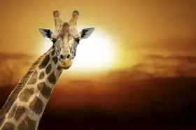 Unknown: Giraffe and sunset, Amboseli National Park in Kenya