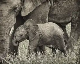Unknown: Baby elephant and his mother