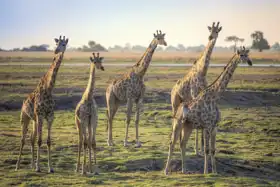 Unknown: Giraffes on the African savanna