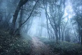 Unknown: Mysterious forest