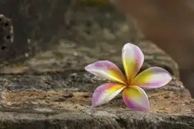 Unknown: Flower
