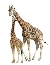 Unknown: Giraffes on a white background