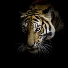 Unknown: Tiger on a black background