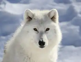 Unknown: Polar wolf