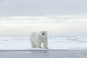 Unknown: Big polar bear, Svalbard