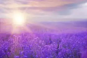 Unknown: Sunset over a field of lavender in Provence