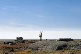 Unknown: Reindeer, arctic tundra, Nunavut, Canada