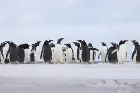 Unknown: Penguin colony of elephant