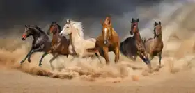 Unknown: Herd of horses