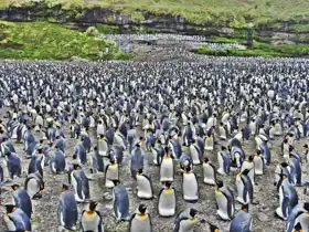 Unknown: Penguin colony