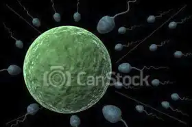 Unknown: Sperm and egg