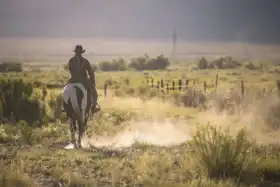 Unknown: Cowboy