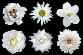 Unknown: Collage of white flowers