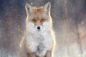 Unknown: Fox in winter