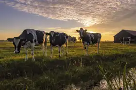 Unknown: Curious cows