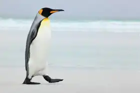 Unknown: Great Emperor Penguin