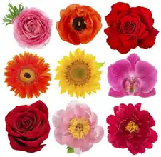 Unknown: Rose, orchid, peony, sunflowers, gerbera, anemone