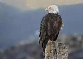 Unknown: Bald Eagle, Alaska