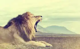 Unknown: African lion