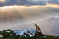 Mirica, Dan: Chamois in Piatra Craiului Romania