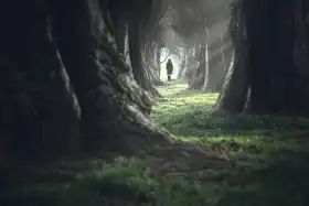 Unknown: In the deep forest