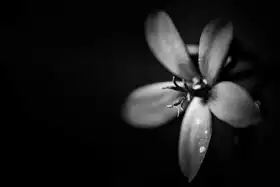 Unknown: Flower in black