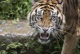 Unknown: Sumatran tiger