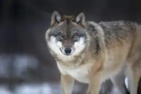 Unknown: Eurasian wolf