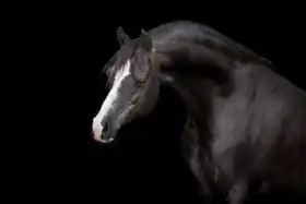 Unknown: Black horse