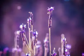 Unknown: Lavender flowers
