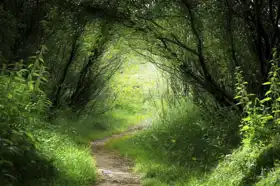Unknown: Journey deep forest