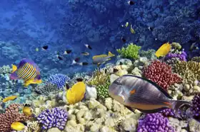 Unknown: Coral reef, Red Sea, Egypt