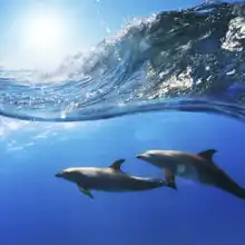 Unknown: Two dolphins