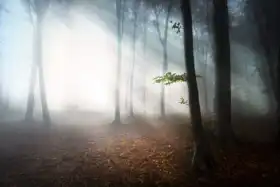 Unknown: Misty forest