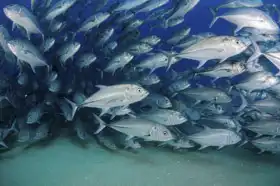 Unknown: Caranx sexfasciatus