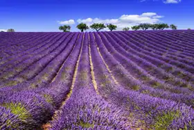Unknown: Levendula field in Provence, near Sault