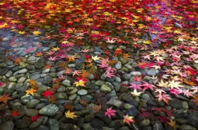 Unknown: Autumn leaves in Japan