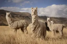 Unknown: Llama (alpaca) in the Andes, Peru