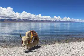 Unknown: As standing on the shore of Lake Namtso, Tibet