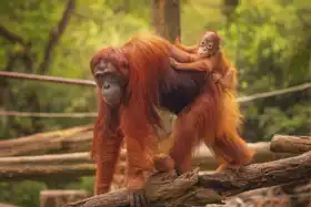 Unknown: The baby orangutan with her mother